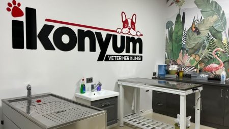 İkonyum Veteriner Kliniği: Kedinizin Sağlığını Korumanın En Doğru Yolu